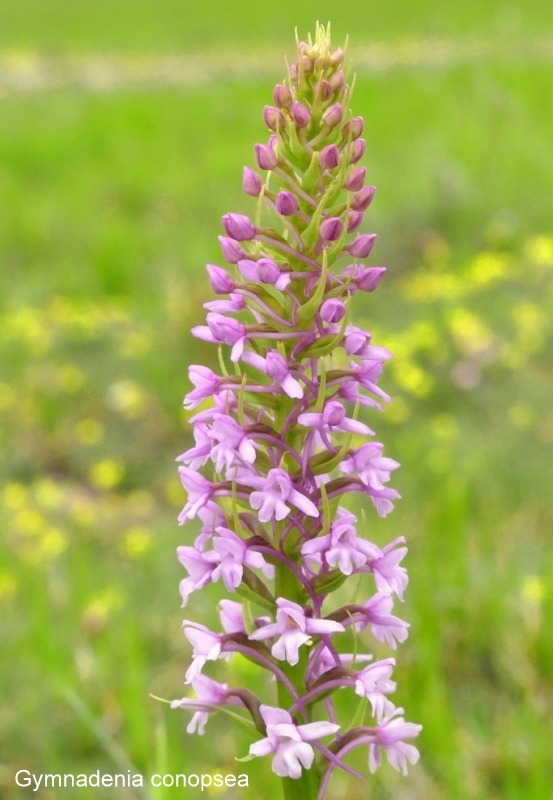 Campo Imperatore, laltopiano e le orchidee  19 giugno 2021.